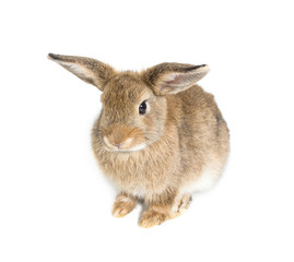 Brown short hair adorable baby rabbit on white background