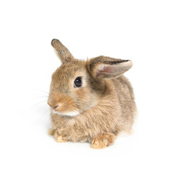 Brown short hair adorable baby rabbit on white background