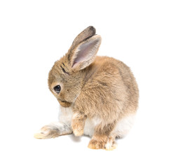 Brown short hair adorable baby rabbit on white background