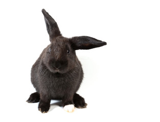Cute black bunny rabbit sitting on white background