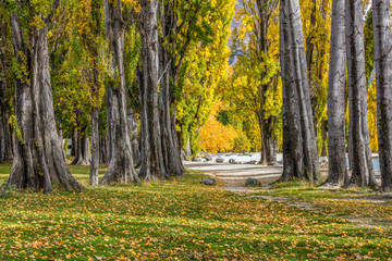 Autumn park with trees