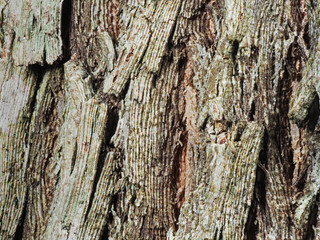 Macro Photo of Textured of Tree Bark for Background