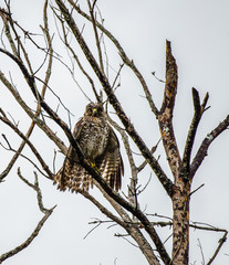 Rain soaked and Unhappy Red Shouldered Hawk in a Dead Tree