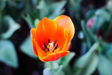 Several Beautiful Flowers