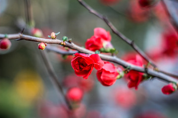 Several Beautiful Flowers