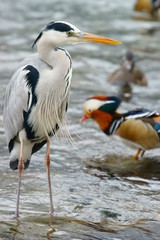 A blue heron in front of the mandarin ducks
