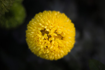 Several Beautiful Flowers