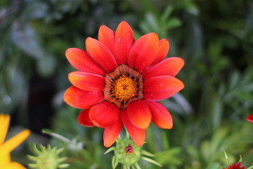 Several Beautiful Flowers