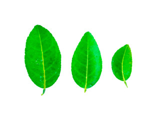 Lemon leaves and drops of water on a lemon leaf on a white background