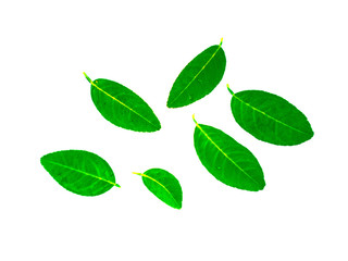Lemon leaves and drops of water on a lemon leaf on a white background