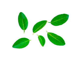 Lemon leaves and drops of water on a lemon leaf on a white background