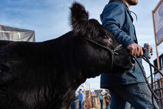 Kuhhandel an der Stock Show in Denver