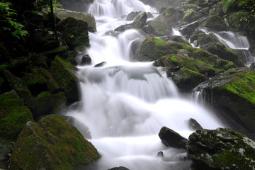 Fototapeta premium 숲속의 계곡과 강 이끼 냇물 자연풍경 백그라운드 이미지