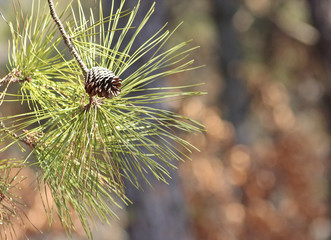 소나무잎과 솔방울