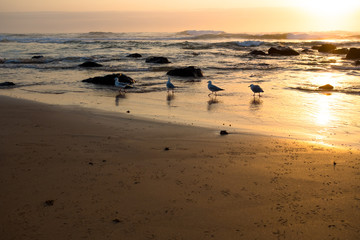 Row of Seagulls