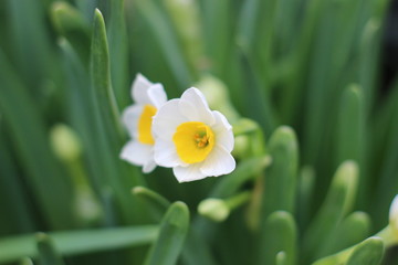 Several Beautiful Flowers