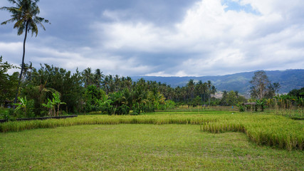 Green Terrace Rice Fields in Bali, indonesia