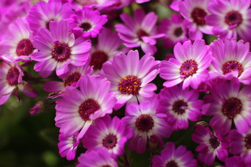 Fototapeta premium Several Beautiful Flowers