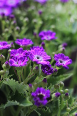 Obraz premium Several Beautiful Flowers