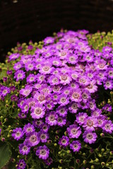Obraz premium Several Beautiful Flowers