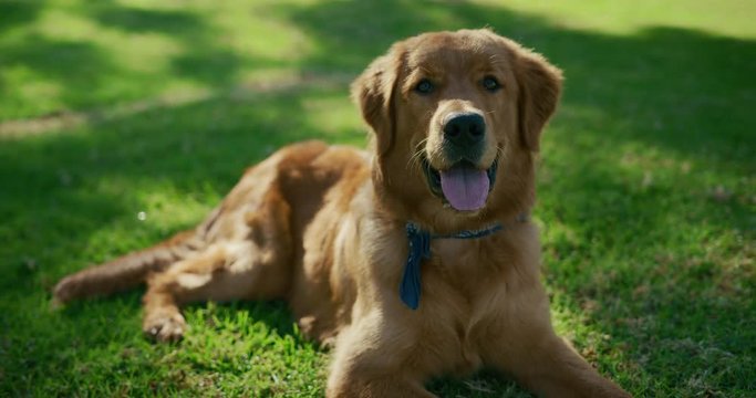 Portrait of adorable Golden Retriever laying in green grass with scarf, cute dog in the park