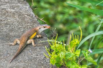 Eutropis multifasciata   Common Sun Skink