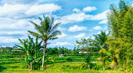 Fototapeta na wymiar Green Terrace Rice Fields in Bali, indonesia