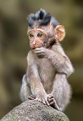 Long tailed macaque monkey,sacred monkey forest, Bali,Indonesia