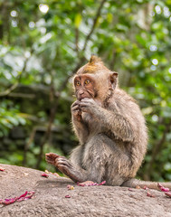Naklejka na ściany i meble Long tailed macaque monkey,sacred monkey forest, Bali,Indonesia