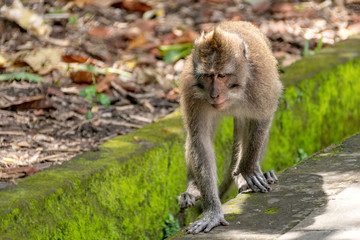 Long tailed macaque monkey,sacred monkey forest, Bali,Indonesia