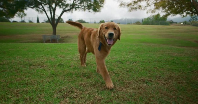 Adorable Golden Retriever happily walks towards camera in park, summer dog park