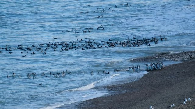 Bird attacks Magellanic penguins (Spheniscus magellanicus) swimming in the Atlantic Ocean in Monte Leon National Park, Argentina.