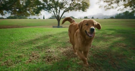Adorable Golden Retriever happily runs towards camera in park, summer dog park