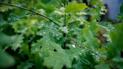 the branches of the oak after the rain