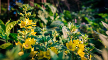 small yellow flower buds grow in nature