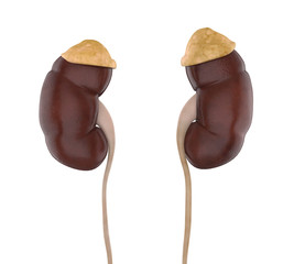 Human Kidneys Anatomy