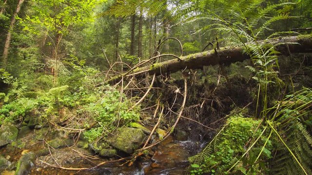 Deadfall Tree over Peaceful Stream in Carpathian Mountains, with Sound