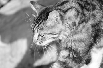 Black and white photography. Three-colored cat resting in the sun.