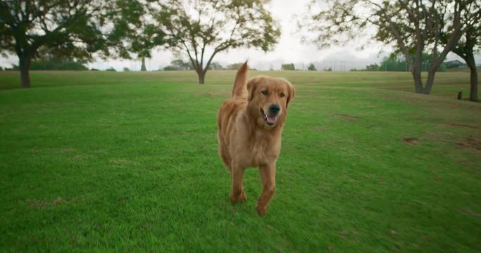 Adorable Golden Retriever happily runs towards camera in park, summer dog park