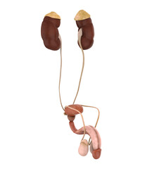 Male Genitourinary System Illustration