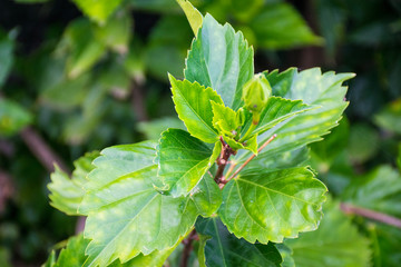 leaves