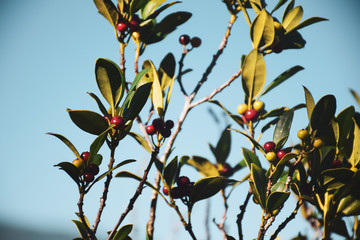 branch of a tree