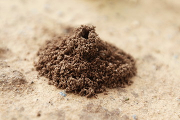Ant's nest on the ground, Close up 