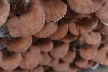 Fresh Lingzhi mushroom or Reishi mushroom on Mushroom Farm (Ganoderma Lucidum) Chinese traditional medicine Blur Background