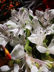 White Flower bouquet beatiful