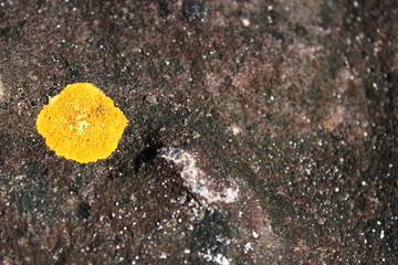 Yellow lichen on stone
