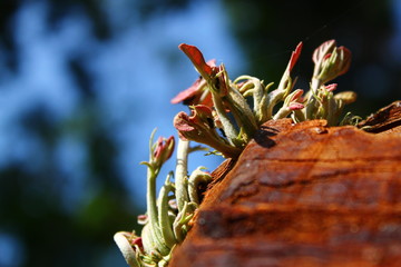 A young tree growing on a tree Sapling Sprout on middle tree trunk