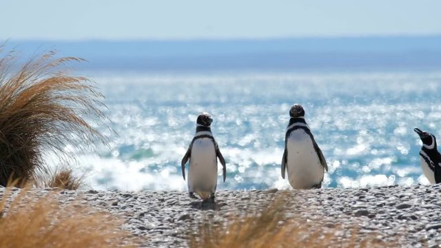Magellanic penguins (Spheniscus magellanicus) walk on the shore of the Atlantic Ocean in Patagonia, Argentina