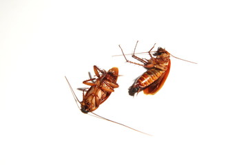 Cockroach or Chinese name Zhang Lang on White Background