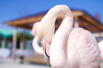 フラミンゴ　鳥